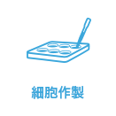 細胞作製