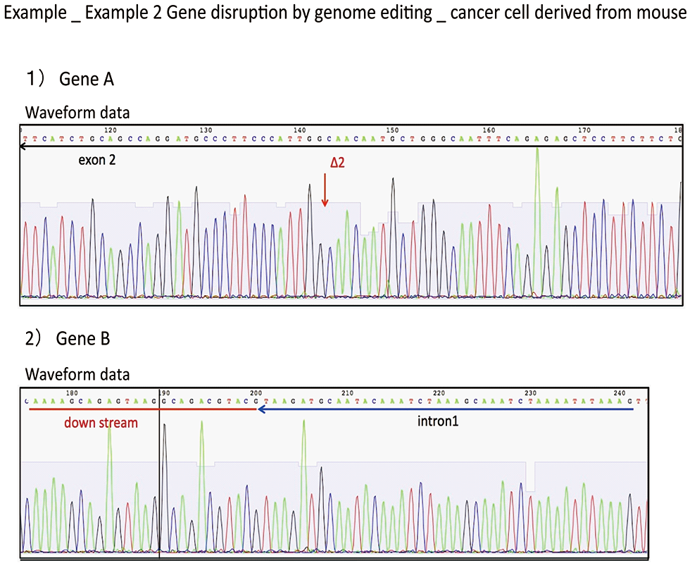 Example; Target gene disruption of a mouse cancer cell line