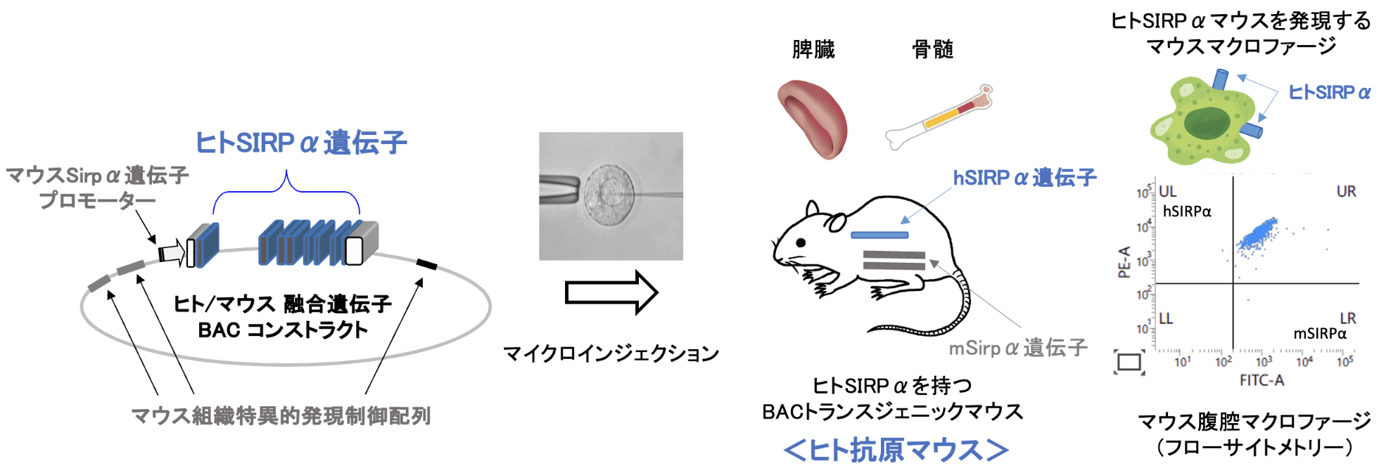 ヒト抗原マウス