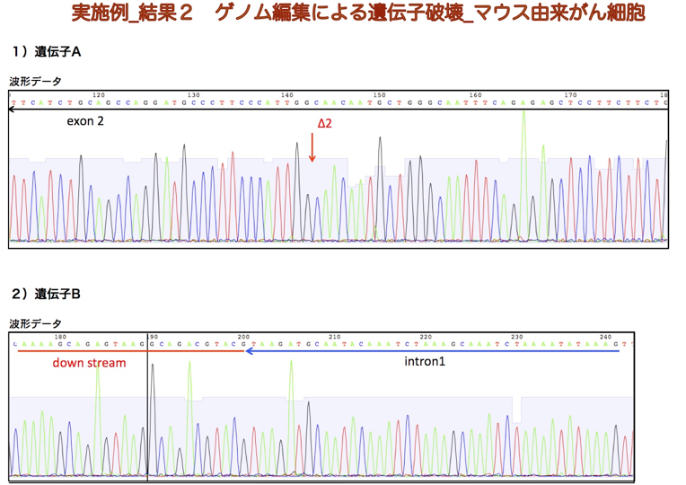 実施例_結果2 ゲノム編集による遺伝子破壊_マウス由来がん細胞